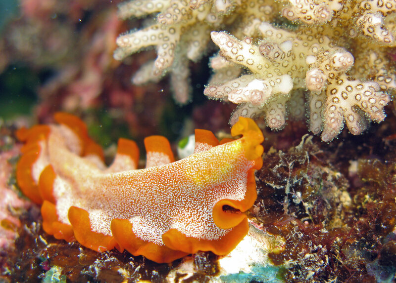 Orange sea slug on coral