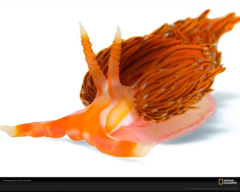 Orange Sea Slug