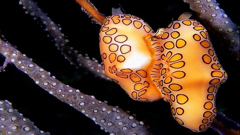 Orange Sea Slug — Yellow