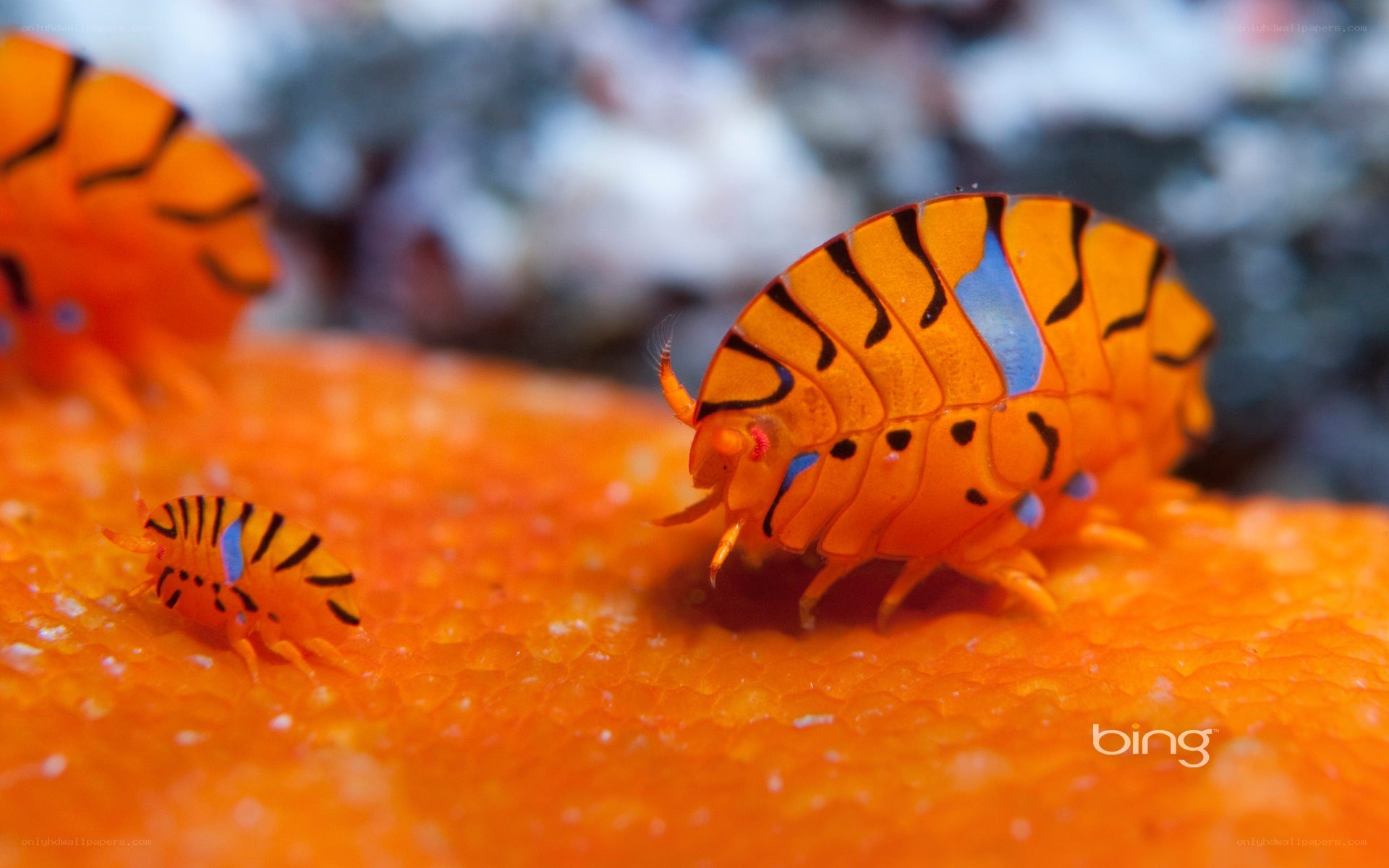 Orange sea slugs on coral