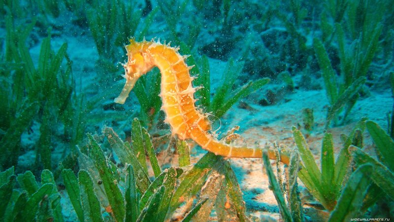 Orange Seahorse in Seaweed — Green