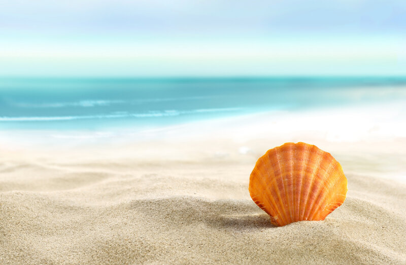 Orange Seashell in Sand