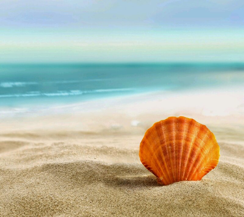 Orange Seashell on Sand — Serene