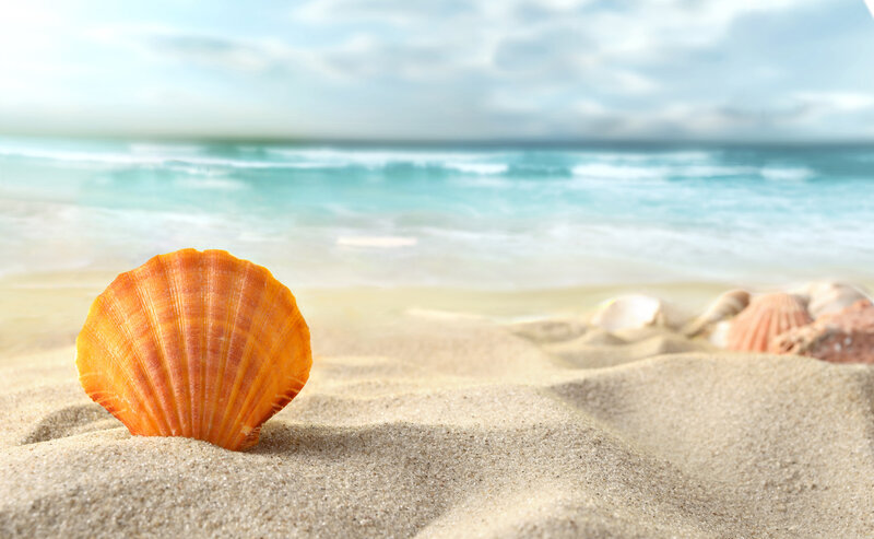 Orange Seashell on Sand