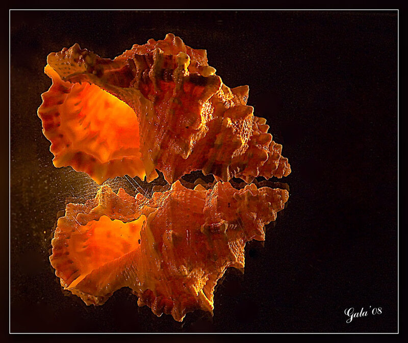 Orange Seashell