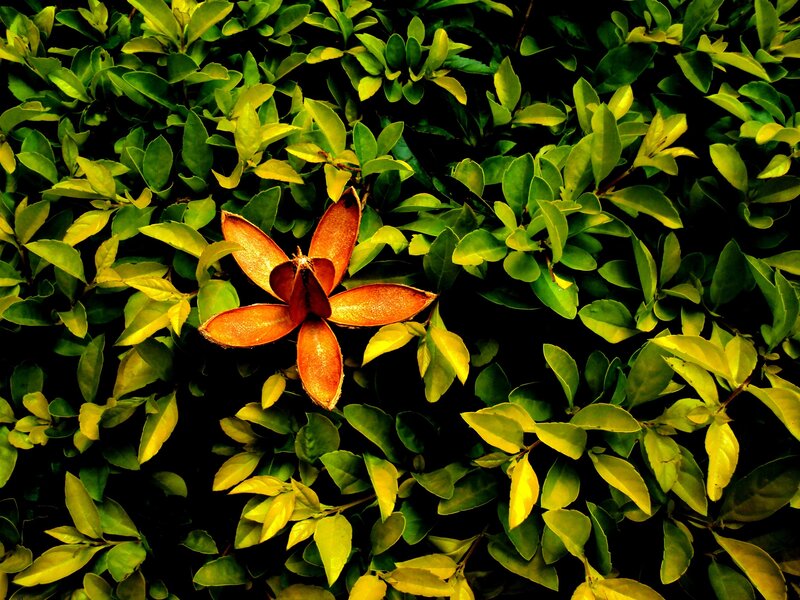 Orange seed pod among green leaves