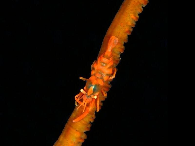 Orange Shrimp on Sea Pen