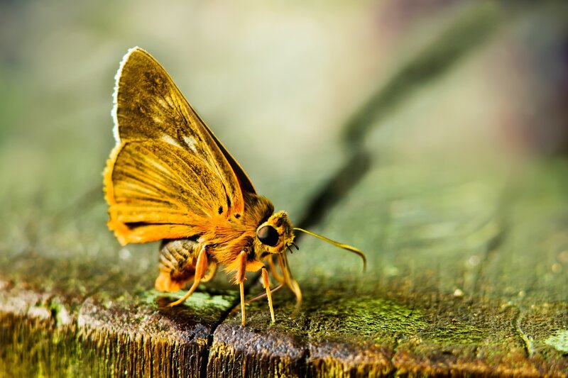 Orange Skipper Butterfly — Brown