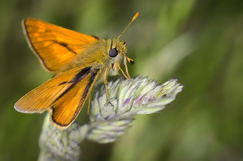 Orange Skipper Butterfly — Calm