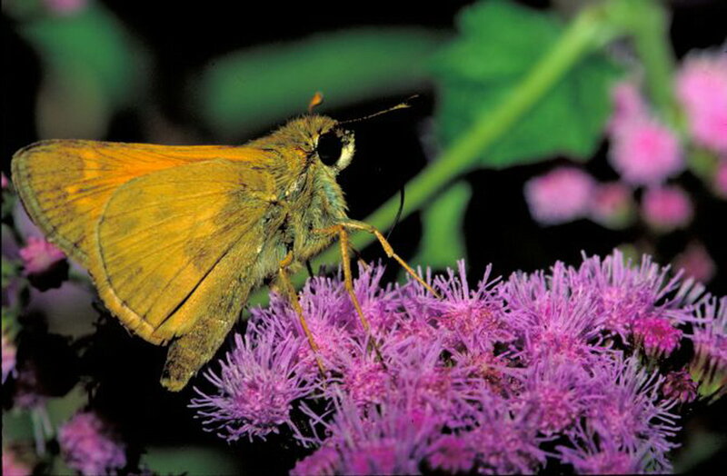 Orange Skipper Butterfly
