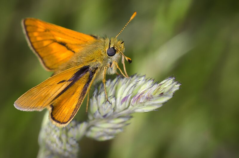 orange skipper on flower