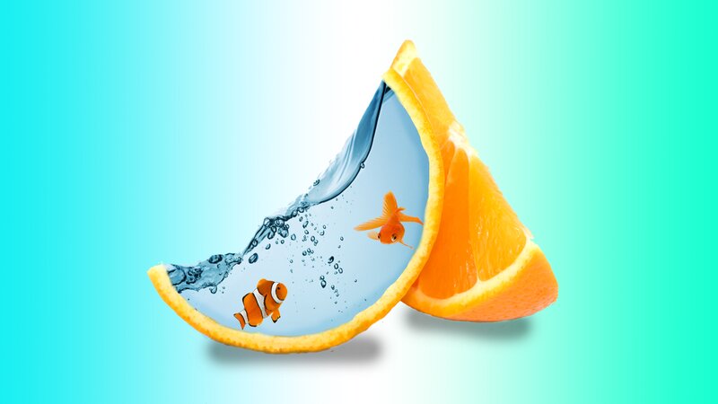 Orange Slice with Fish
