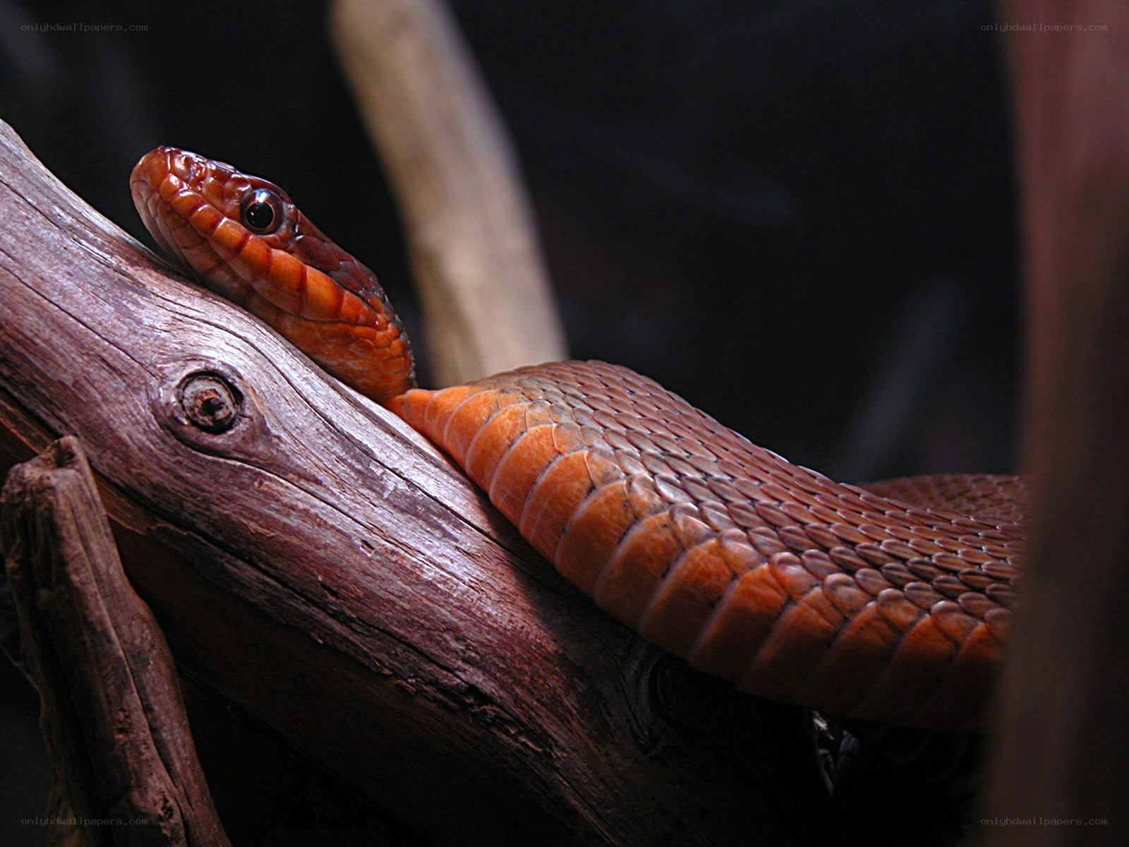 orange snake on a branch