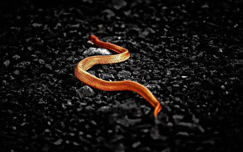 Orange Snake on Gravel