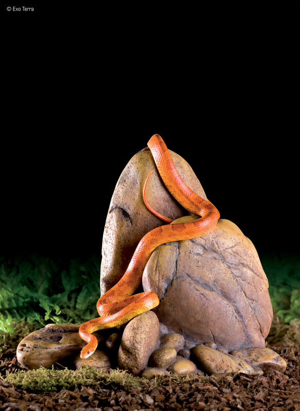 Orange snake on rock
