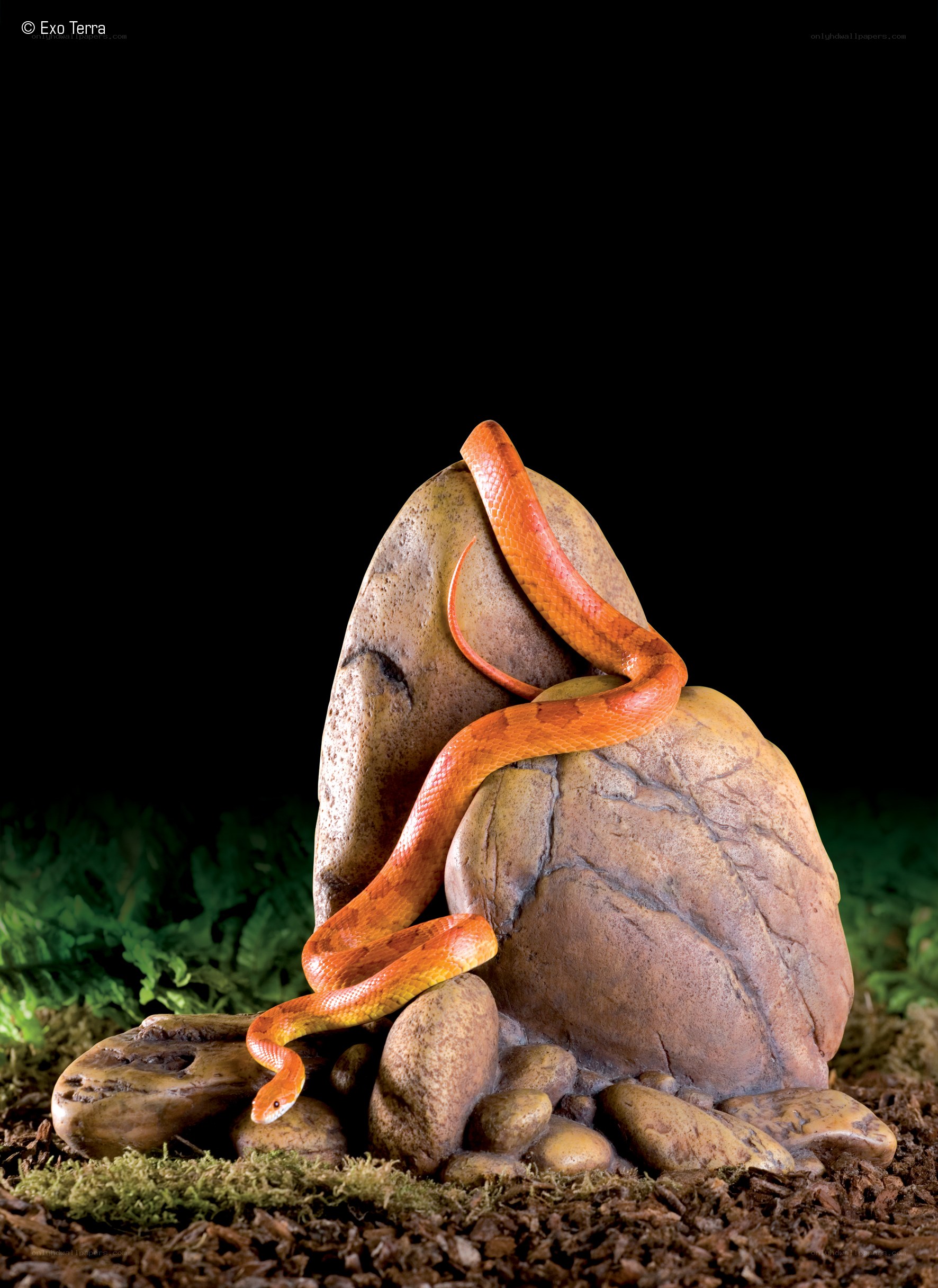 Orange snake on rock