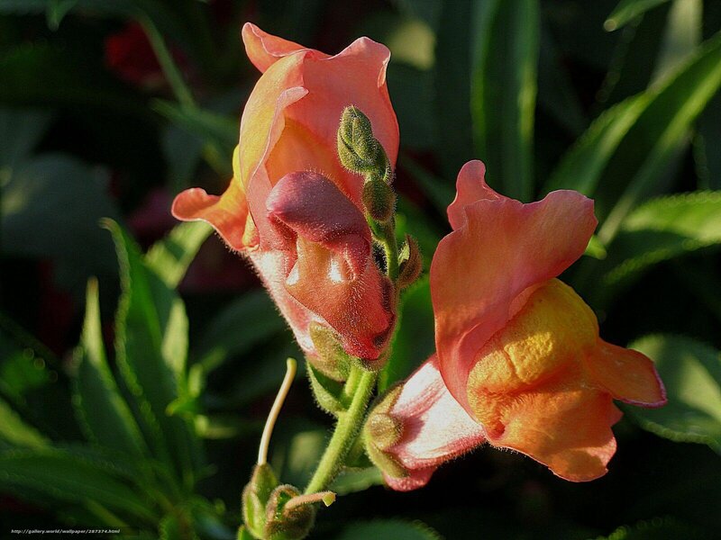 Orange Snapdragon Flowers