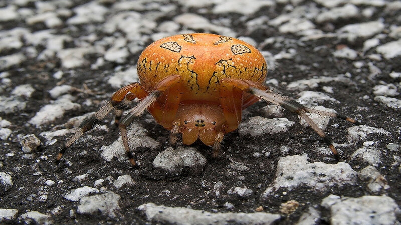 Orange Spider on Ground
