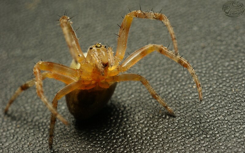 Orange Spider on Surface