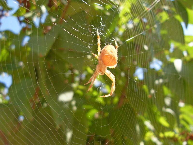 Orange Spider on Web