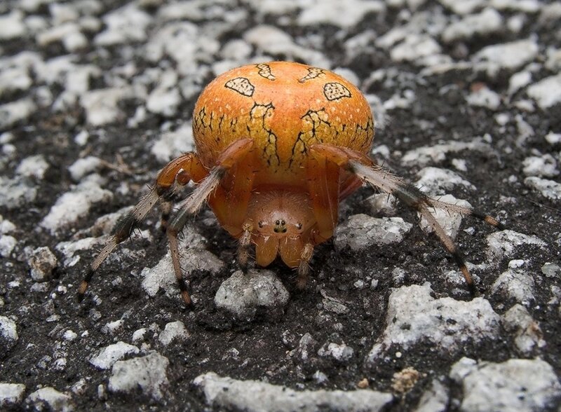 orange spider with patterned abdomen