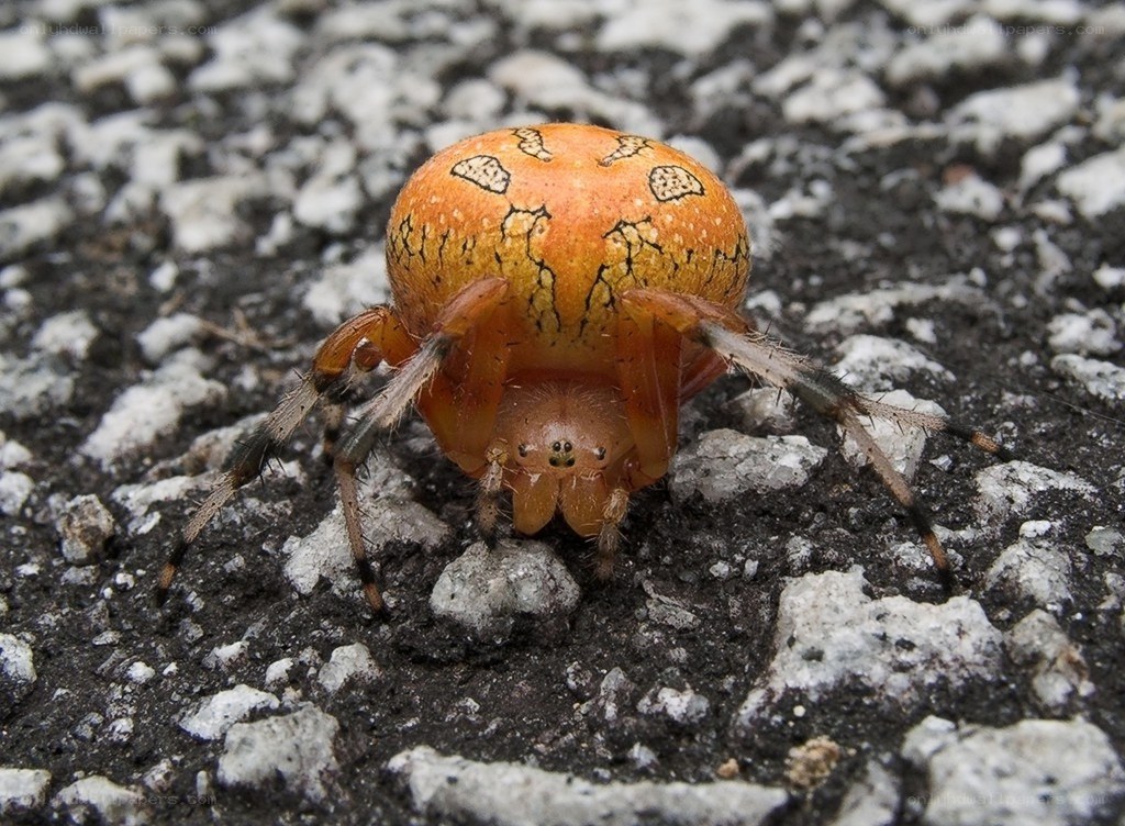 orange spider with patterned abdomen