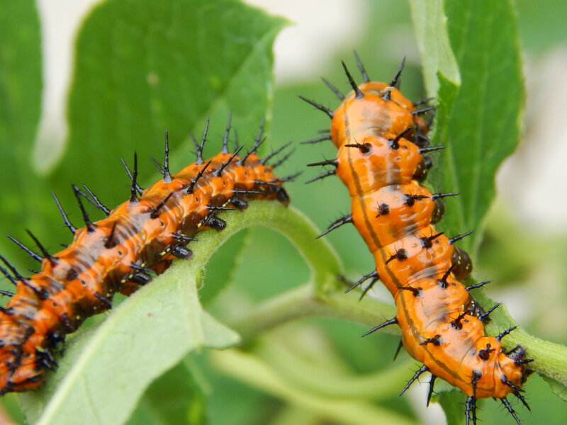 Orange Spiky Caterpillars