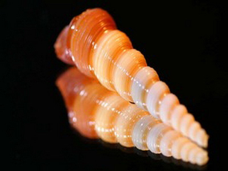 orange spiral seashell