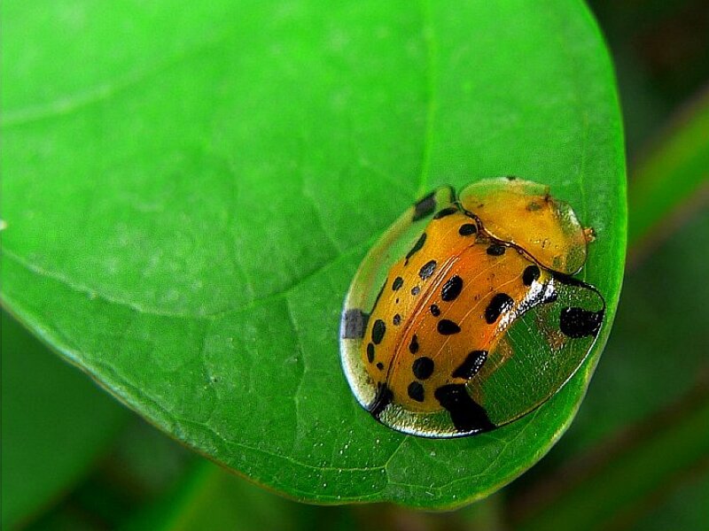 Orange Spotted Beetle