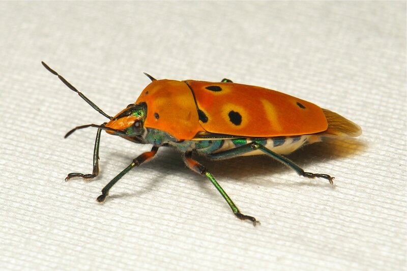 Orange Spotted Bug