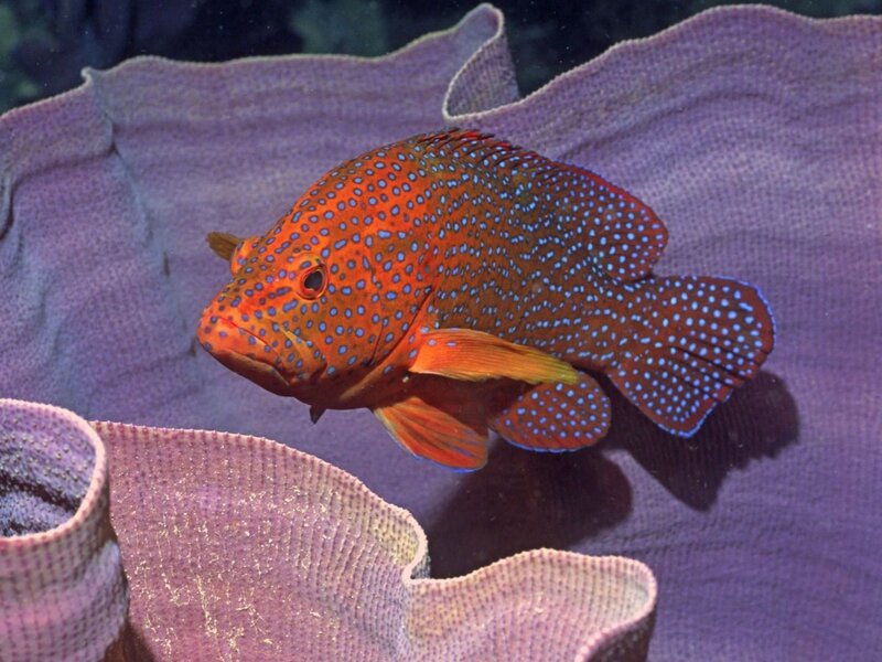 Orange Spotted Fish — Red