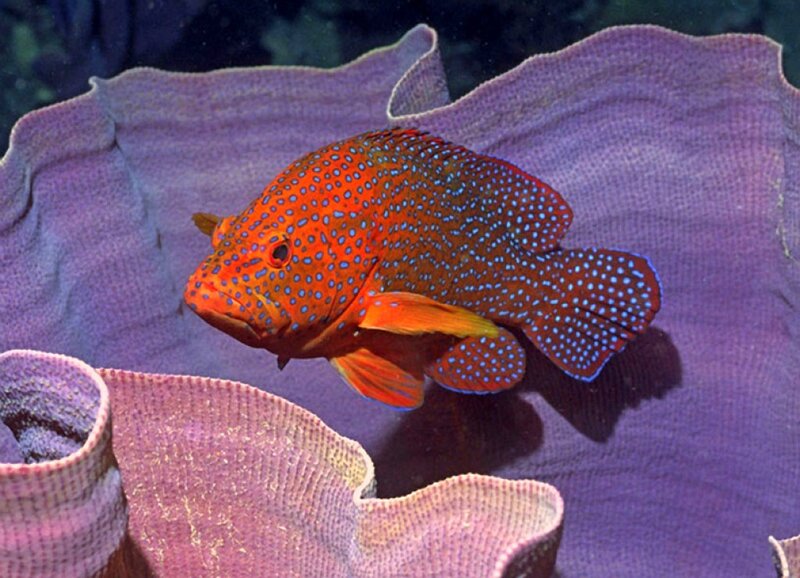 Orange Spotted Fish