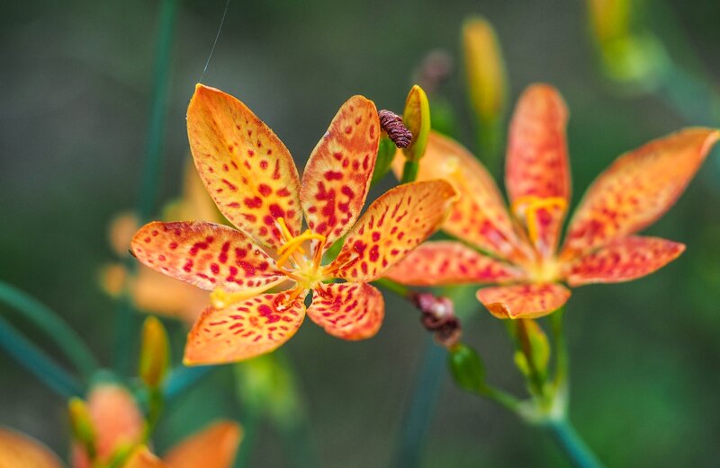 Orange Spotted Flowers