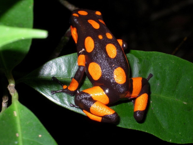 Orange-spotted Frog
