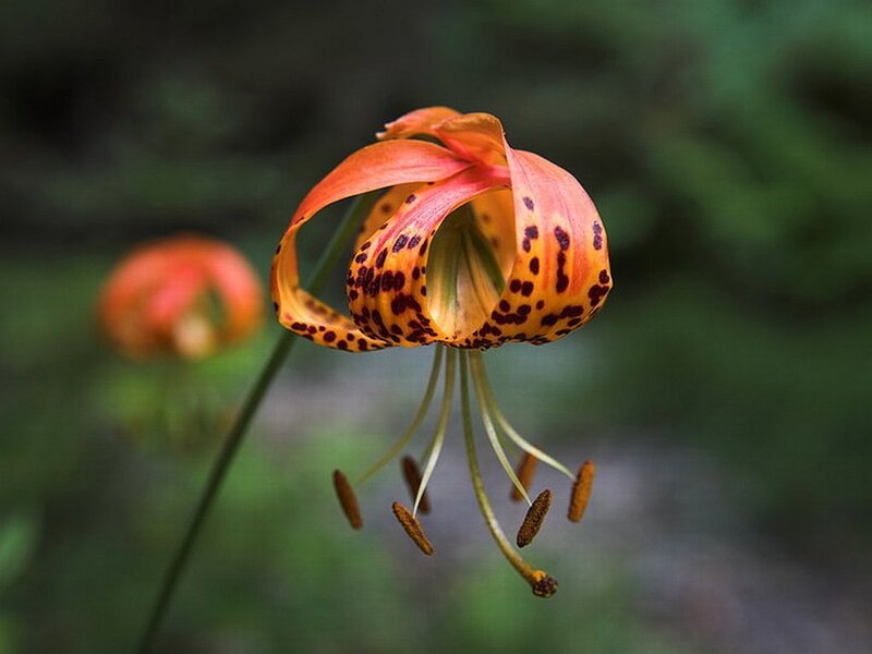 Orange Spotted Lily Flower