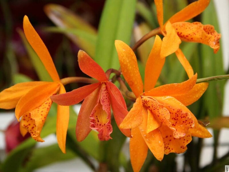 Orange Spotted Orchids