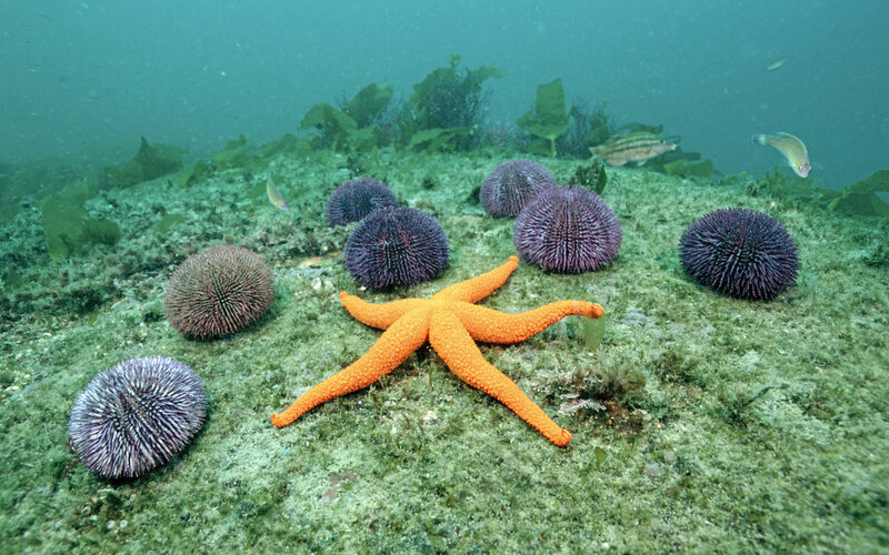 Orange Starfish and Sea Urchins