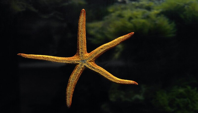 Orange Starfish — Dramatic