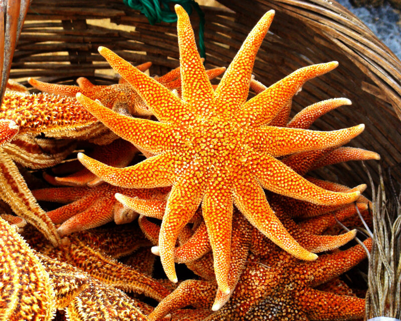 Orange Starfish in Basket
