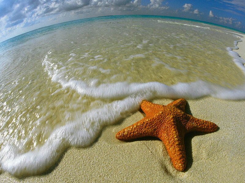Orange Starfish on Beach — Serene