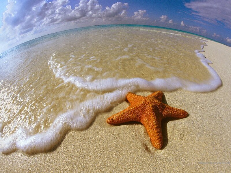 Orange Starfish on Beach