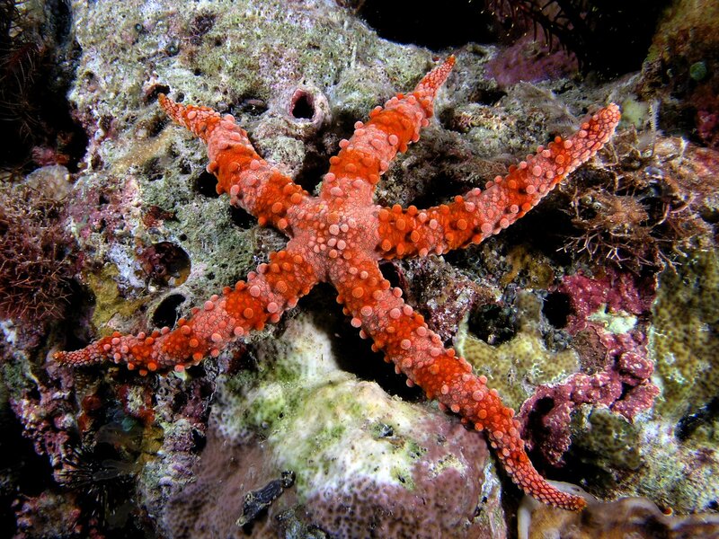 Orange Starfish on Coral — Natural, Photograph, Sea Anemone