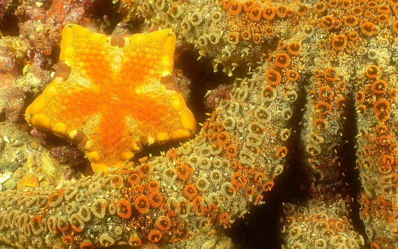 Orange Starfish on Coral — Natural