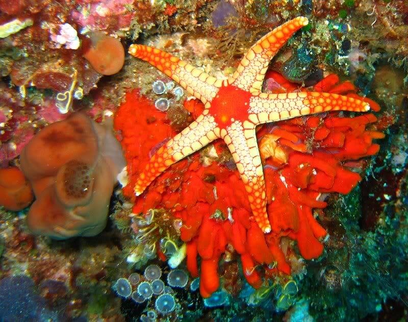 Orange Starfish on Coral — Red