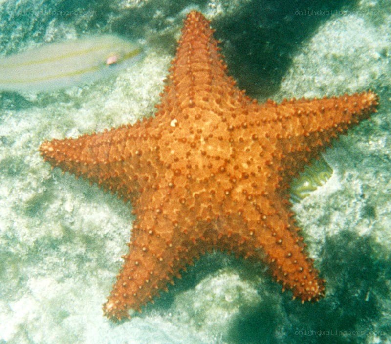 orange starfish on coral reef