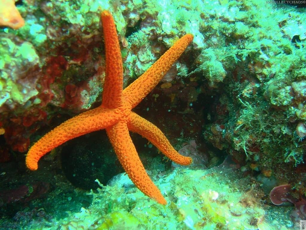 Orange starfish on coral reef