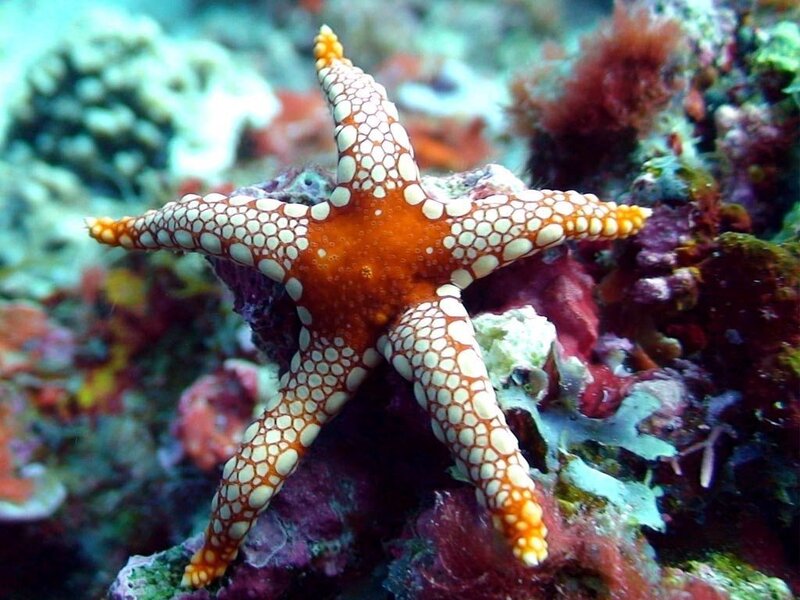 Orange Starfish on Coral