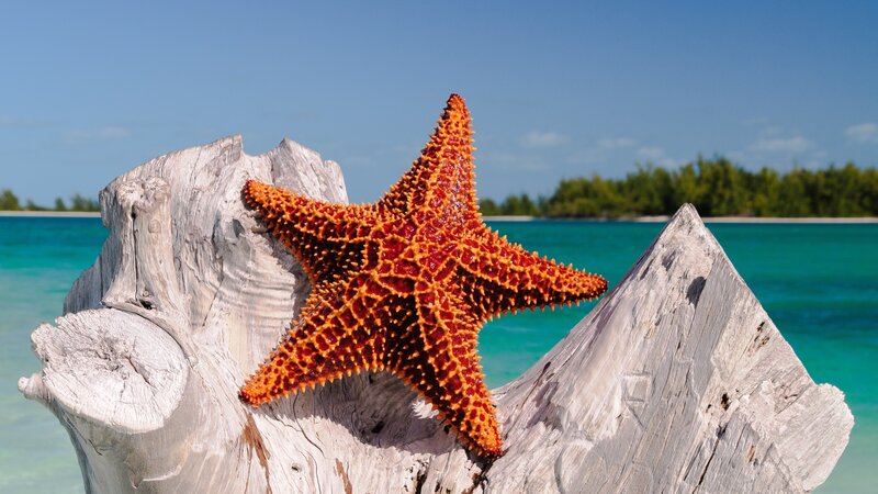 Orange Starfish on Driftwood