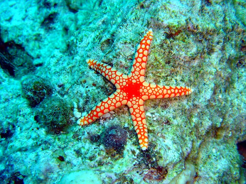 Orange Starfish on Reef — Calm
