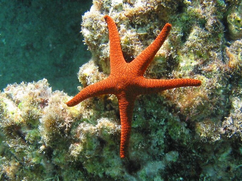 Orange Starfish on Reef